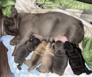 French Bulldog Puppy for Sale in MISSION VIEJO, California USA