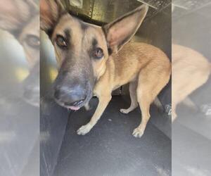 German Shepherd Dog-Unknown Mix Dogs for adoption in San Antonio, TX, USA