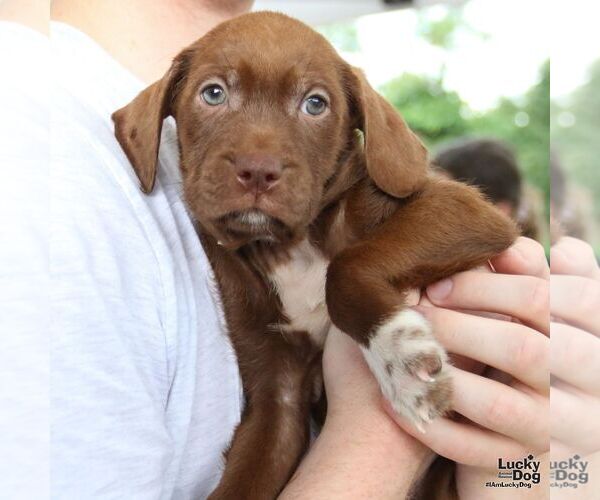 Medium Photo #4 Labrador Retriever-Unknown Mix Puppy For Sale in Washington, DC, USA