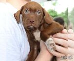 Small #3 Labrador Retriever Mix
