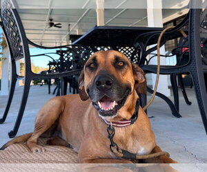 Great Dane-Unknown Mix Dogs for adoption in Germantown, OH, USA