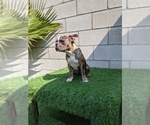 Small Photo #4 French Bulldog Puppy For Sale in NORTH HILLS, CA, USA
