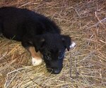 Small Photo #6 Australian Shepherd-German Shepherd Dog Mix Puppy For Sale in SUMMERFIELD, OH, USA