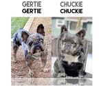 Small Photo #1 French Bulldog Puppy For Sale in QUEEN CREEK, AZ, USA