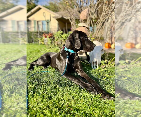 Medium Photo #3 Great Dane-Unknown Mix Puppy For Sale in New London, WI, USA