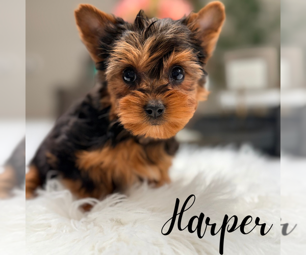 Medium Photo #1 Yorkshire Terrier Puppy For Sale in ADDISON, IL, USA