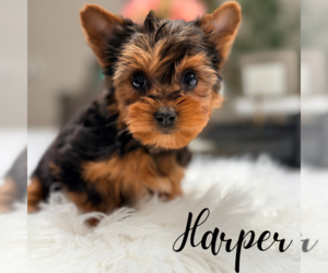 Yorkshire Terrier Puppy for sale in ADDISON, IL, USA