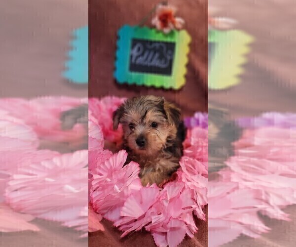 Medium Photo #4 Yorkshire Terrier Puppy For Sale in AKRON, OH, USA