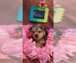 Small #3 Yorkshire Terrier