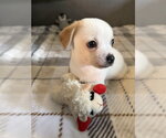 Small #1 Chihuahua Mix