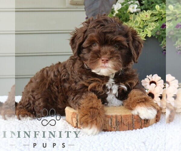 Medium Photo #3 Bernedoodle (Miniature) Puppy For Sale in NARVON, PA, USA
