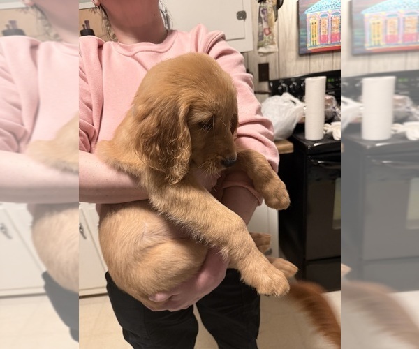 Medium Photo #10 Golden Retriever Puppy For Sale in GREENVILLE, SC, USA