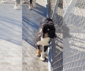 Miniature Australian Shepherd Puppy for sale in MOULTON, IA, USA