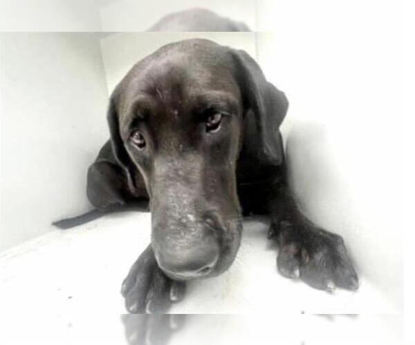 Medium Photo #2 Labrador Retriever Puppy For Sale in Houston, TX, USA
