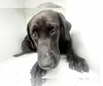Small #1 Labrador Retriever