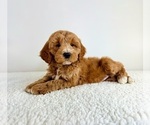Small #2 Goldendoodle (Miniature)