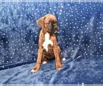Small Photo #11 Boxer Puppy For Sale in CHILHOWEE, MO, USA