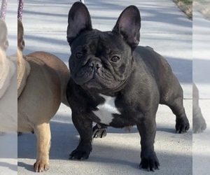 Mother of the French Bulldog puppies born on 03/31/2023