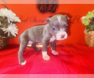 American Pit Bull Terrier Litter for sale in TRENTON, NJ, USA