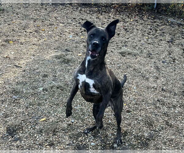 Medium Photo #4 Mountain Cur-Unknown Mix Puppy For Sale in Anniston, AL, USA
