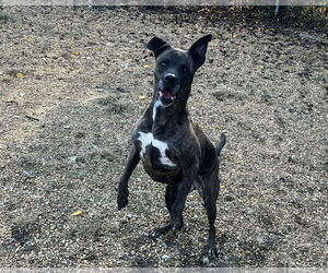 Dorothy - Female Mountain Cur-Unknown Mix Dog for Adoption - Photo #4
