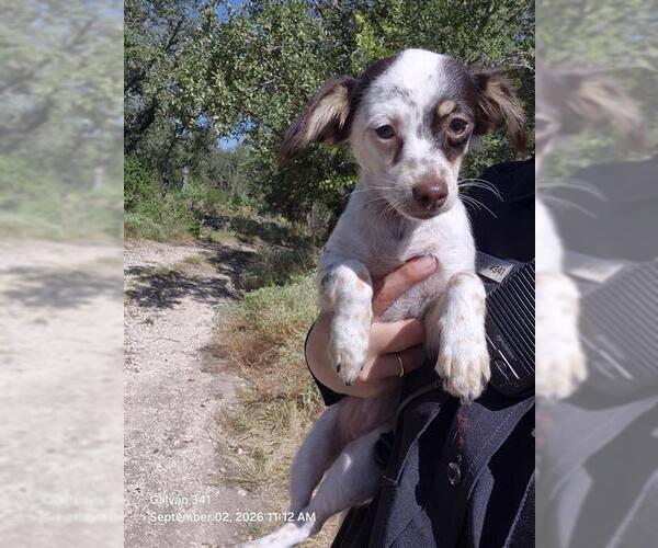 Medium Photo #1 Chihuahua-Unknown Mix Puppy For Sale in San Antonio, TX, USA