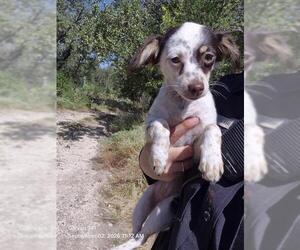 Chihuahua-Unknown Mix Dogs for adoption in San Antonio, TX, USA