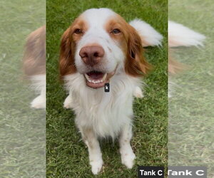 TX/Tank Fritz (LA) - Male Brittany-Colonial Cocker Spaniel Mix Dog for Adoption - Photo #8