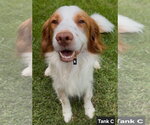 Small Photo #8 Brittany-Colonial Cocker Spaniel Mix Puppy For Sale in Curwensville, PA, USA