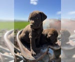 Small Photo #1 Labrador Retriever Puppy For Sale in PROSSER, WA, USA