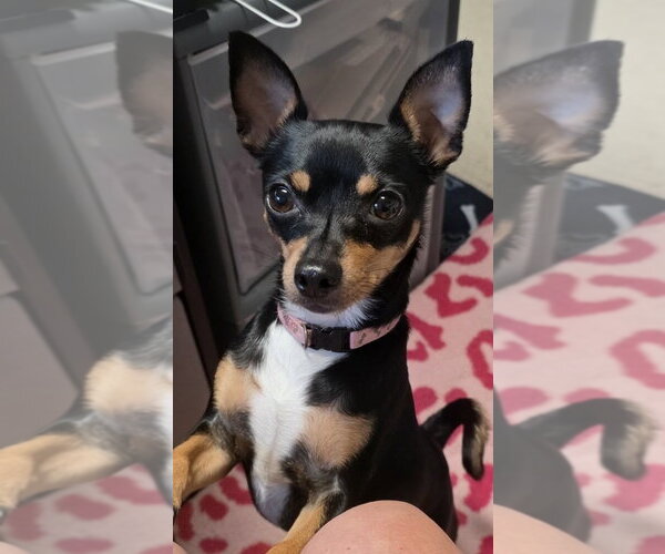 Medium Photo #1 Miniature Pinscher-Unknown Mix Puppy For Sale in Cottage Grove, MN, USA