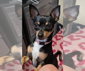 Miniature Pinscher-Unknown Mix Dogs for adoption in Cottage Grove, MN, USA