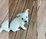 Small #4 Jack Russell Terrier Mix