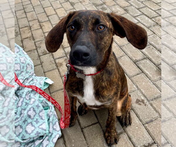Medium Photo #8 Plott Hound-Unknown Mix Puppy For Sale in Canton, CT, USA