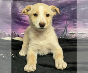 Borador Dogs for adoption in Lakewood, CO, USA