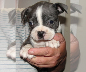 Boston Terrier Puppy for sale in CRKD RVR RNCH, OR, USA