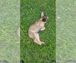 Small Photo #12 German Shepherd Dog Puppy For Sale in HOLLYWOOD, FL, USA