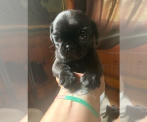 Pug Puppy for sale in BELMONT, NH, USA