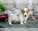 Puppy Ivy Pembroke Welsh Corgi