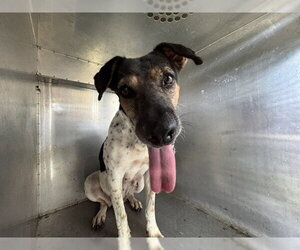 Mutt Dogs for adoption in Pearland, TX, USA