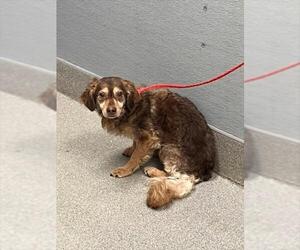 Cocker Spaniel-Unknown Mix Dogs for adoption in Las Vegas, NV, USA
