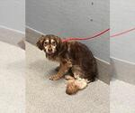 Small Cocker Spaniel Mix