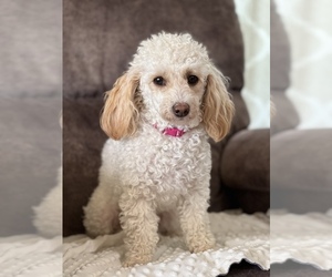 Poodle (Toy) Puppy for sale in MARYVILLE, MO, USA