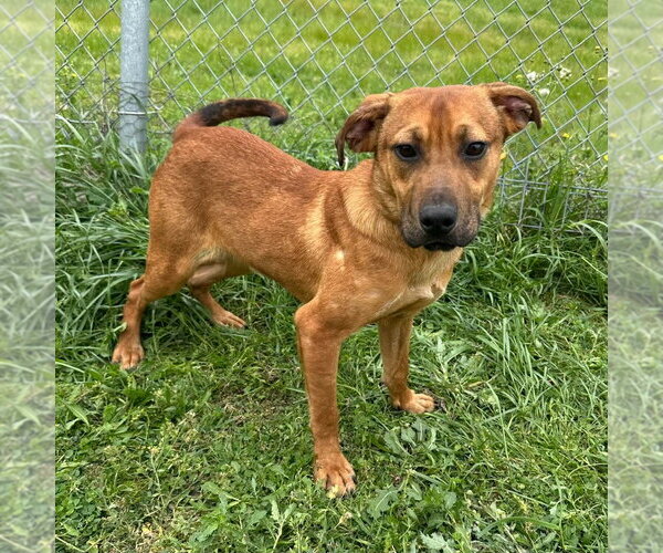 Medium Photo #6 Mutt Puppy For Sale in Canton, CT, USA