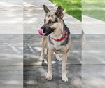 Small Photo #2 German Shepherd Dog-Unknown Mix Puppy For Sale in Miami, FL, USA