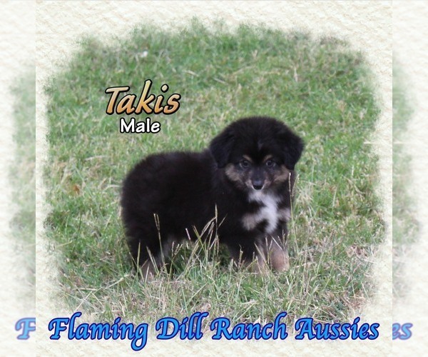 Medium Photo #1 Miniature Australian Shepherd Puppy For Sale in FORESTBURG, TX, USA