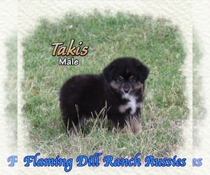 Miniature Australian Shepherd Puppy for sale in FORESTBURG, TX, USA