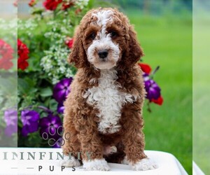 Goldendoodle (Miniature) Puppy for sale in LITITZ, PA, USA