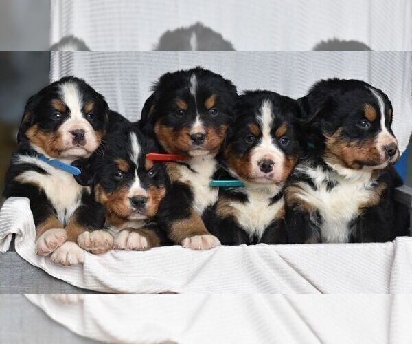 Medium Photo #5 Bernese Mountain Dog Puppy For Sale in MILLERSTOWN, PA, USA
