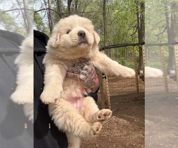 Medium Photo #16 Great Pyrenees Puppy For Sale in NEWTON, NC, USA